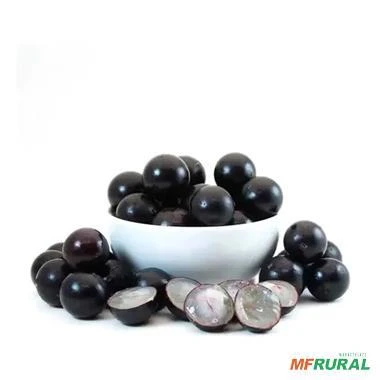 Muda de Jabuticaba Olho de Boi Altura 0,40 cm a 0,80