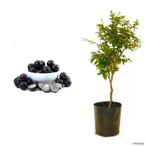 Muda de Jabuticaba Olho de Boi Altura 0,40 cm a 0,80 Imagem Muda de Jabuticaba Olho de Boi Altura 0,40 cm a 0,80