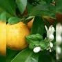 Muda de Laranja Azeda Produzindo Altura 1,0 m a 1,5 m