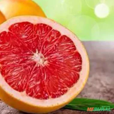 Muda de Laranja Grapefruit Altura de 0,40 cm a 0,80 cm
