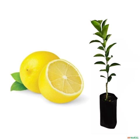 Muda de Laranja Lima - Enxertada Altura 0,40 cm a 0,80 cm Imagem Muda de Laranja Lima - Enxertada Altura 0,40 cm a 0,80 cm
