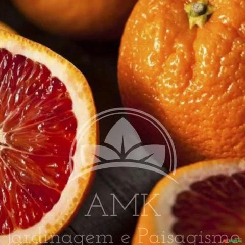 Muda de Laranja Sanguínea Produzindo Altura de 1,0 m a 1,5 m