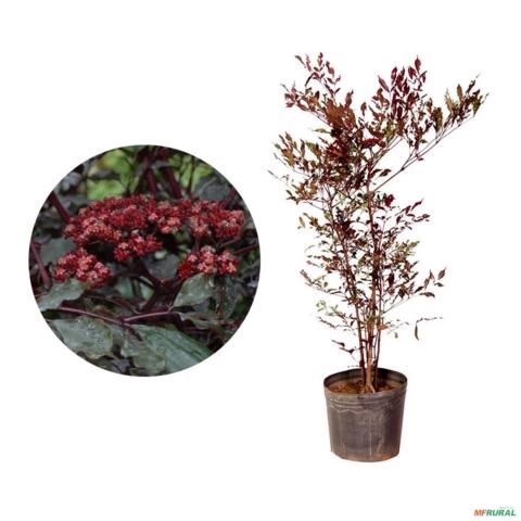 Muda de Léia Rubra de 40 a 80 cm Imagem Muda de Léia Rubra de 40 a 80 cm
