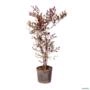 Muda de Léia Rubra de 40 a 80 cm Imagem Muda de Léia Rubra de 40 a 80 cm