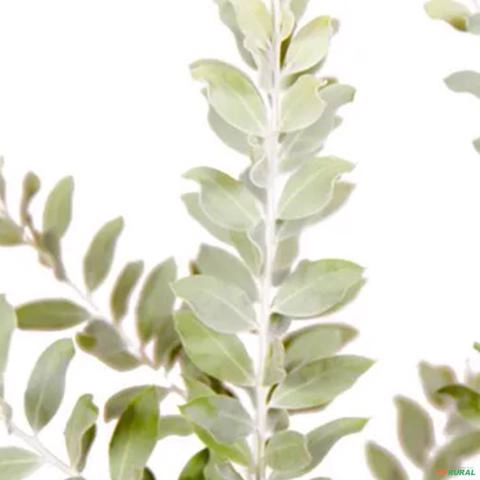 Imagem Muda de Leucofilo (Chuva de prata) Altura de 0,40 cm a 0,80 cm Imagem Muda de Leucofilo (Chuva de prata) Altura de 0,40 cm a 0,80 cm