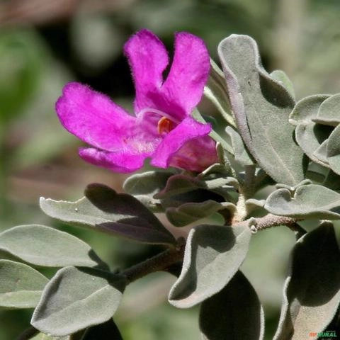 Imagem Muda de Leucofilo (Chuva de prata) Altura de 0,40 cm a 0,80 cm Imagem Muda de Leucofilo (Chuva de prata) Altura de 0,40 cm a 0,80 cm