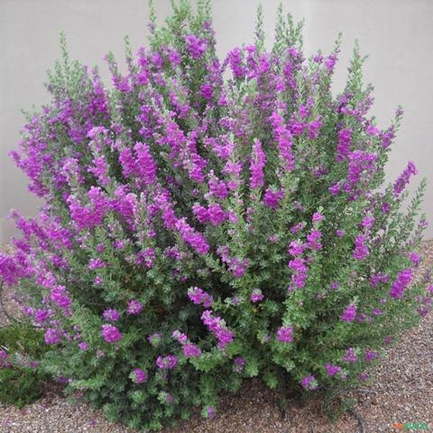 Imagem Muda de Leucofilo (Chuva de prata) Altura de 0,40 cm a 0,80 cm Imagem Muda de Leucofilo (Chuva de prata) Altura de 0,40 cm a 0,80 cm