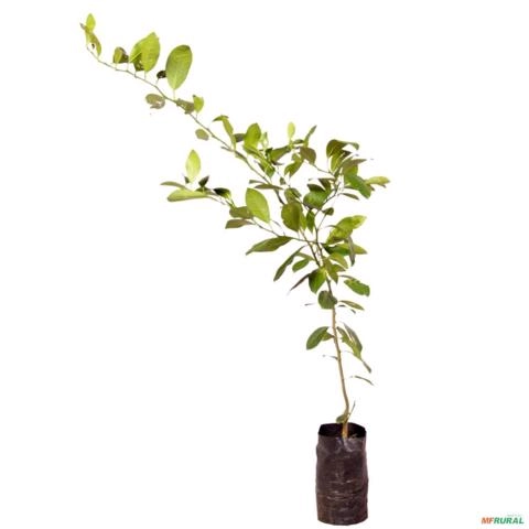 Muda de Limão Cravo (Rosa) - Enxertada Altura de 0,40 cm a 0,80 cm Imagem Muda de Limão Cravo (Rosa) - Enxertada Altura de 0,40 cm a 0,80 cm