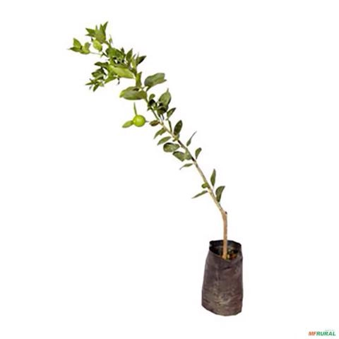 Muda de Limão Galego - Enxertada Altura de 0,40 cm a 0,80 cm Imagem Muda de Limão Galego - Enxertada Altura de 0,40 cm a 0,80 cm