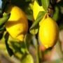Muda de Limão Siciliano Altura de 0,40 cm a 0,80 cm
