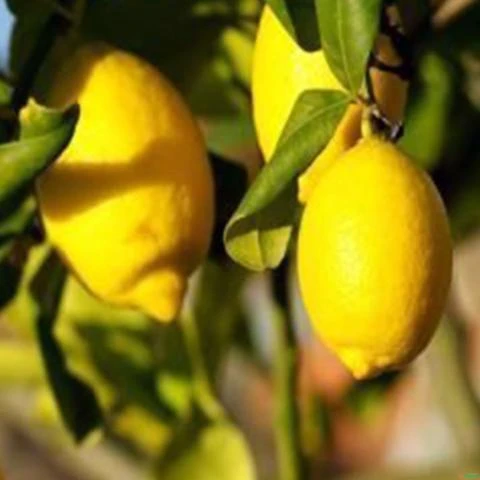 Muda de Limão Siciliano Produzindo Altura de 1,0 m a 1,5 m