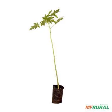Muda de Mamão Papaia Altura de 0,40 cm a 0,80 cm
