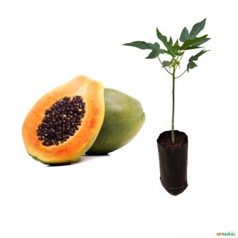 Muda de Mamão Papaia de 40 a 80 cm Imagem Muda de Mamão Papaia de 40 a 80 cm