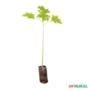 Muda de Mamão Papaia de 40 a 80 cm Imagem Muda de Mamão Papaia de 40 a 80 cm