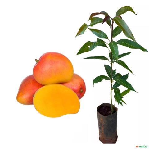 Muda de Manga Rosa Altura de 0,80 cm a 1,20 Imagem Muda de Manga Rosa Altura de 0,80 cm a 1,20