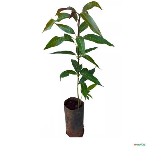 Imagem Muda de Manga Rosa Altura de 0,80 cm a 1,20 Imagem Muda de Manga Rosa Altura de 0,80 cm a 1,20