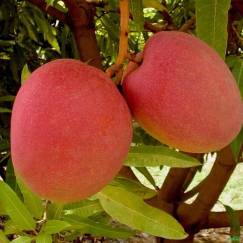 Imagem Muda de Manga Rosa Altura de 0,80 cm a 1,20 Imagem Muda de Manga Rosa Altura de 0,80 cm a 1,20