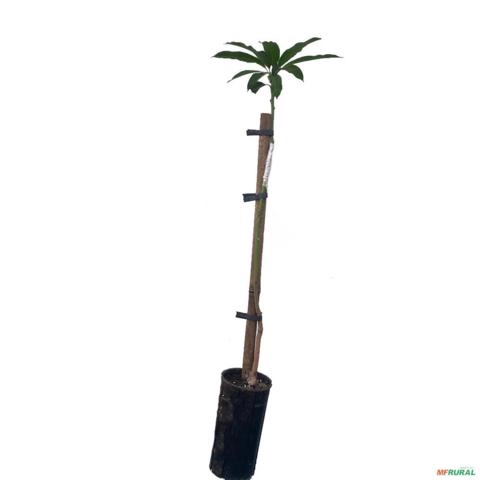 Imagem Muda de Manga Uba Produzindo Altura de 1,0 m a 1,5 m Imagem Muda de Manga Uba Produzindo Altura de 1,0 m a 1,5 m