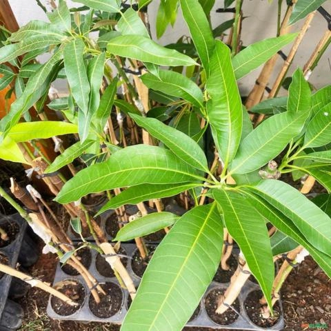 Imagem Muda de Manga Uba Produzindo Altura de 1,0 m a 1,5 m Imagem Muda de Manga Uba Produzindo Altura de 1,0 m a 1,5 m