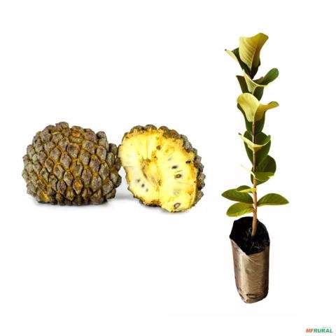 Muda de Marolo Altura de 0,40 cm a 0,80 cm Imagem Muda de Marolo Altura de 0,40 cm a 0,80 cm