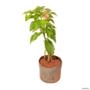 Muda de Mussaenda de 40 a 80 cm Imagem Muda de Mussaenda de 40 a 80 cm