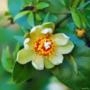 Muda de Ora-pro-nóbis (Pereskia aculeata) de 40 a 80 cm Imagem Muda de Ora-pro-nóbis (Pereskia aculeata) de 40 a 80 cm