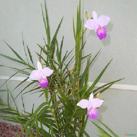 Muda de Orquídea Bambu Altura de 0,40 cm a 0,80 cm