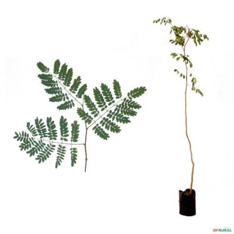 Muda de Pau de Ferro Altura de 0,40 cm a 0,80 cm Imagem Muda de Pau de Ferro Altura de 0,40 cm a 0,80 cm