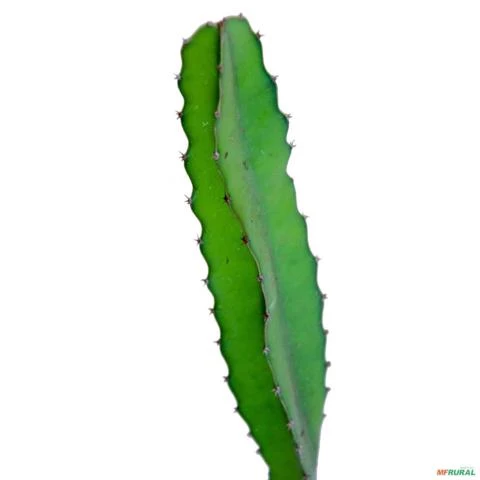 Muda de Pitaya Altura de 0,40 cm a 0,80 cm