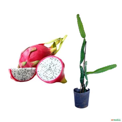 Muda de Pitaya de 40 a 80 cm Imagem Muda de Pitaya de 40 a 80 cm