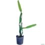 Muda de Pitaya de 40 a 80 cm Imagem Muda de Pitaya de 40 a 80 cm