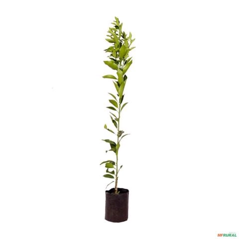 Muda de Ponkan Produzindo Altura de 1,0 m a 1,5 m Imagem Muda de Ponkan Produzindo Altura de 1,0 m a 1,5 m