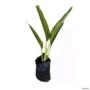 Muda de Ravenala Altura de 0,40 cm a 0,80 cm Imagem Muda de Ravenala Altura de 0,40 cm a 0,80 cm
