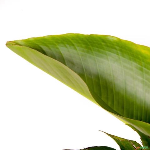 Imagem Muda de Ravenala Altura de 0,40 cm a 0,80 cm Imagem Muda de Ravenala Altura de 0,40 cm a 0,80 cm