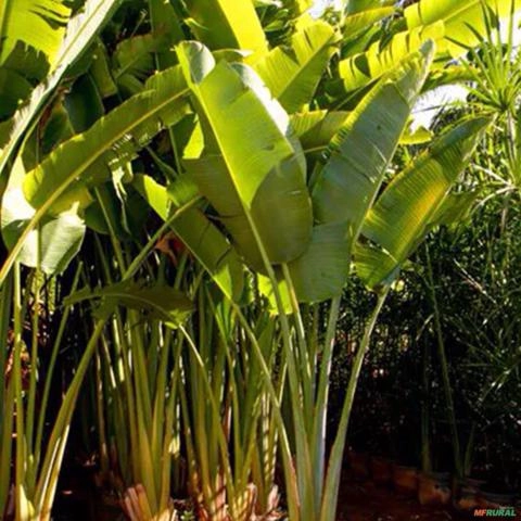 Imagem Muda de Ravenala Altura de 0,40 cm a 0,80 cm Imagem Muda de Ravenala Altura de 0,40 cm a 0,80 cm
