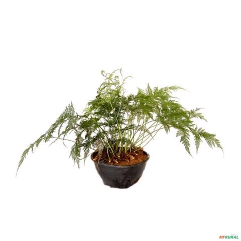 Muda de Renda Portuguesa Altura de 0,10 cm a 0,30 cm Imagem Muda de Renda Portuguesa Altura de 0,10 cm a 0,30 cm