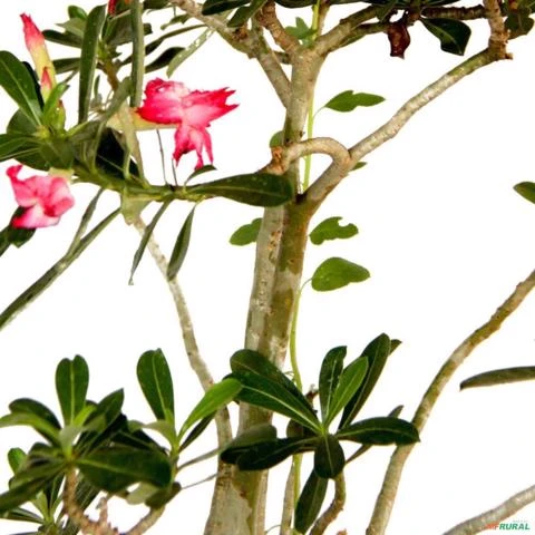 Muda de Rosa do Deserto Altura de 0,10 cm a 0,30 cm