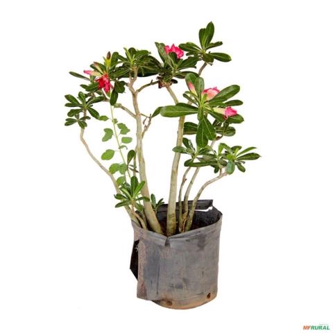 Muda de Rosa do Deserto de 10 a 30 cm Imagem Muda de Rosa do Deserto de 10 a 30 cm