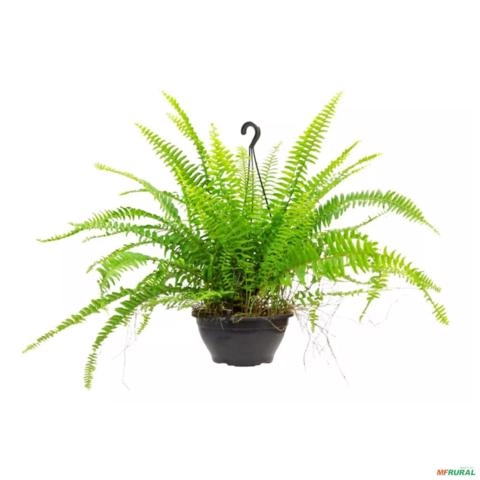 Muda de Samambaia Altura de 0,10 cm a 0,30 cm Imagem Muda de Samambaia Altura de 0,10 cm a 0,30 cm