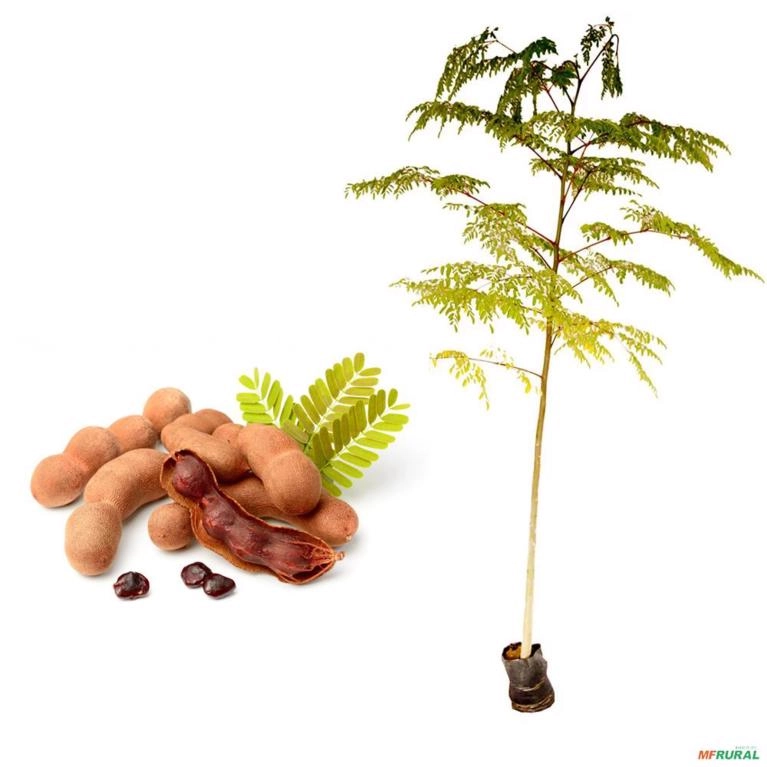 Muda de Tamarindo Altura de 0,40 cm a 0,80 cm Imagem Muda de Tamarindo Altura de 0,40 cm a 0,80 cm