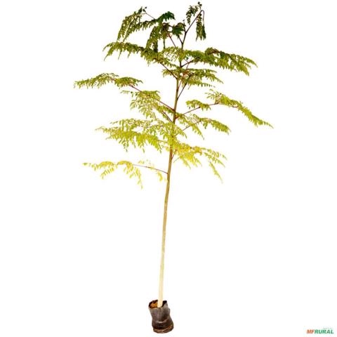 Imagem Muda de Tamarindo Altura de 0,40 cm a 0,80 cm Imagem Muda de Tamarindo Altura de 0,40 cm a 0,80 cm