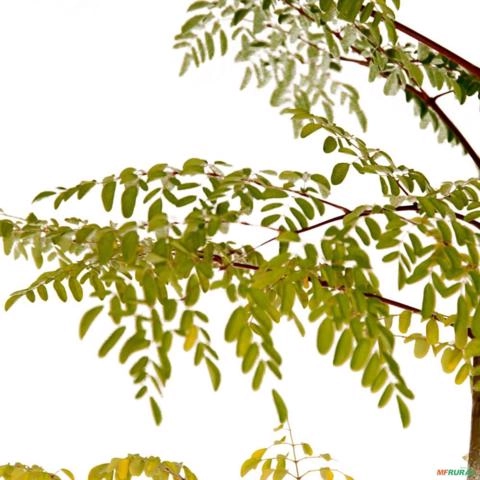 Imagem Muda de Tamarindo Altura de 0,40 cm a 0,80 cm Imagem Muda de Tamarindo Altura de 0,40 cm a 0,80 cm