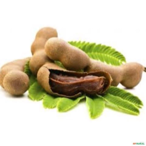 Imagem Muda de Tamarindo Altura de 0,40 cm a 0,80 cm Imagem Muda de Tamarindo Altura de 0,40 cm a 0,80 cm