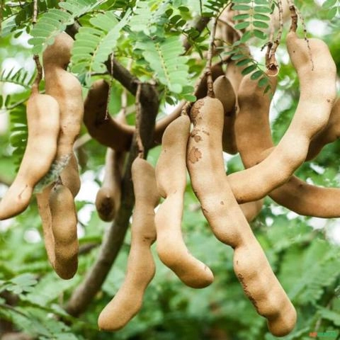 Imagem Muda de Tamarindo Altura de 0,40 cm a 0,80 cm Imagem Muda de Tamarindo Altura de 0,40 cm a 0,80 cm