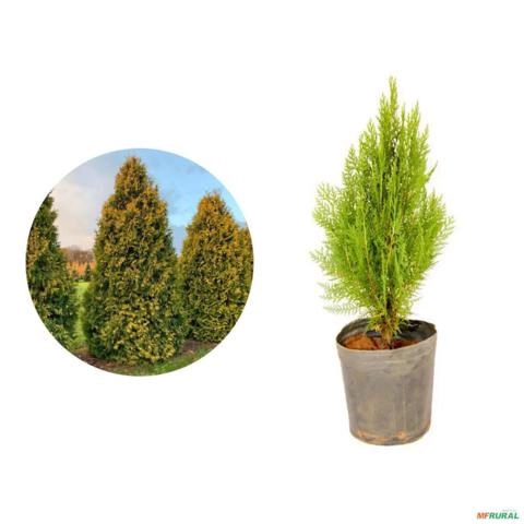 Muda de Thuya Altura de 0,40 cm a 0,80 cm Imagem Muda de Thuya Altura de 0,40 cm a 0,80 cm