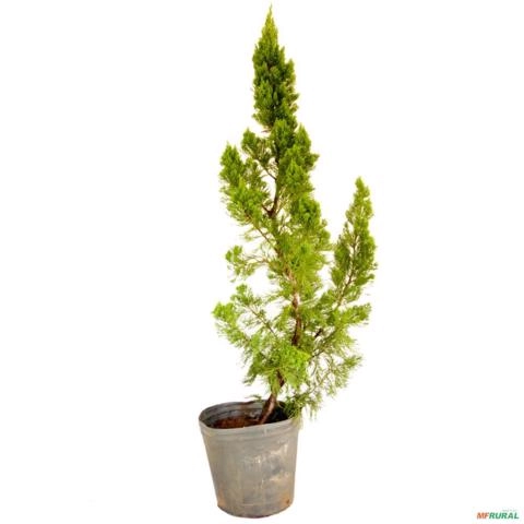 Imagem Muda de Tuia Kaizuka Altura de 0,40 cm a 0,80 cm Imagem Muda de Tuia Kaizuka Altura de 0,40 cm a 0,80 cm