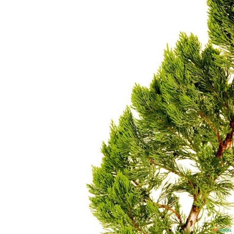 Imagem Muda de Tuia Kaizuka Altura de 0,40 cm a 0,80 cm Imagem Muda de Tuia Kaizuka Altura de 0,40 cm a 0,80 cm