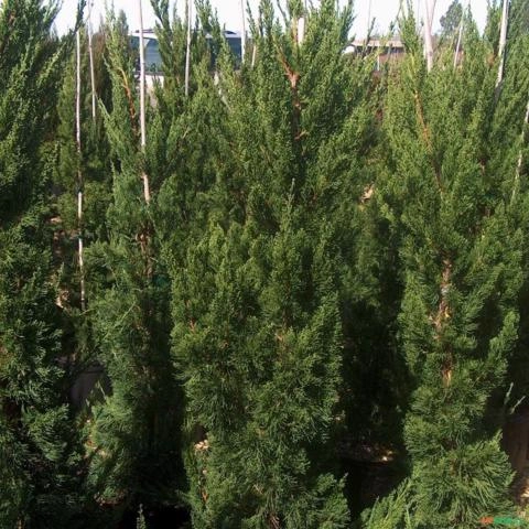 Imagem Muda de Tuia Kaizuka Altura de 0,40 cm a 0,80 cm Imagem Muda de Tuia Kaizuka Altura de 0,40 cm a 0,80 cm