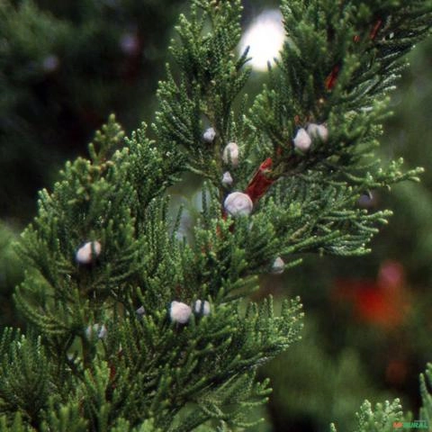 Imagem Muda de Tuia Kaizuka Altura de 0,40 cm a 0,80 cm Imagem Muda de Tuia Kaizuka Altura de 0,40 cm a 0,80 cm