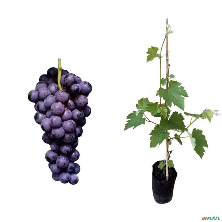 Muda de Uva Vênus Altura de 1,0 m a 1,50 Imagem Muda de Uva Vênus Altura de 1,0 m a 1,50